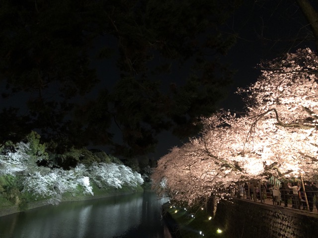 sakura japan tokyo 2019 night-2