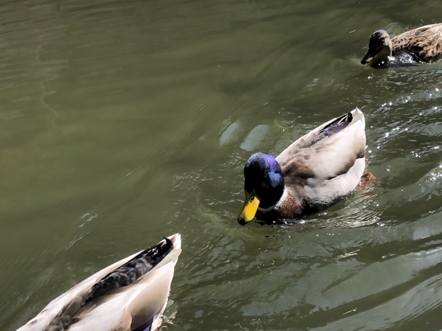 cambridge ducks